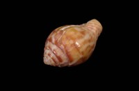 藏品(紅麥螺)的圖片